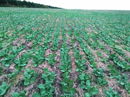 Žieminių rapsų herbicidai