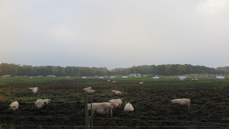ekologiškas kiaulių auginimas