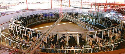 Melžimo karuselė karvėms
