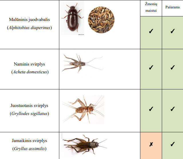 Maistui auginami vabzdžiai