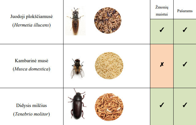 Pašarams auginami vabzdžiai