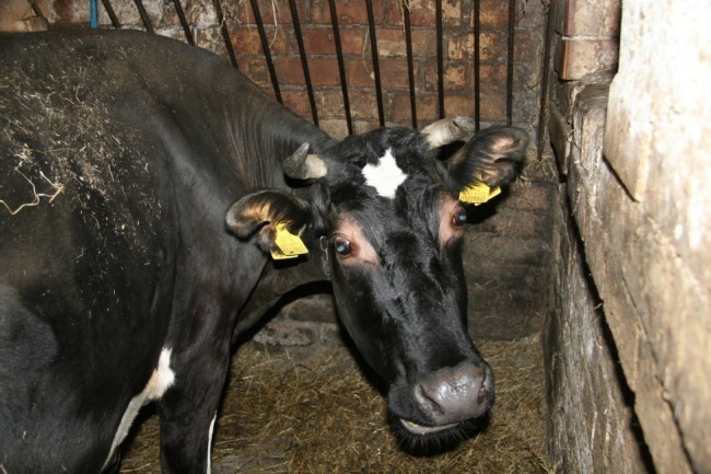 Mikroelementų karvėms trūkumo požymiai
