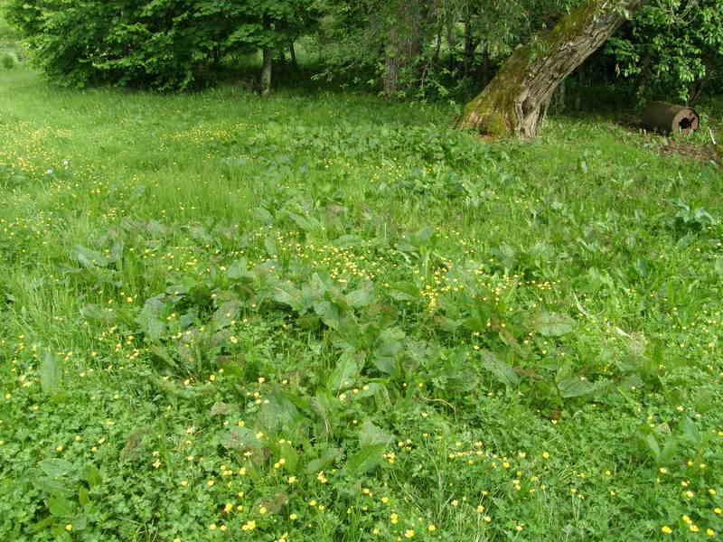 herbicidai arkliarūgštėms