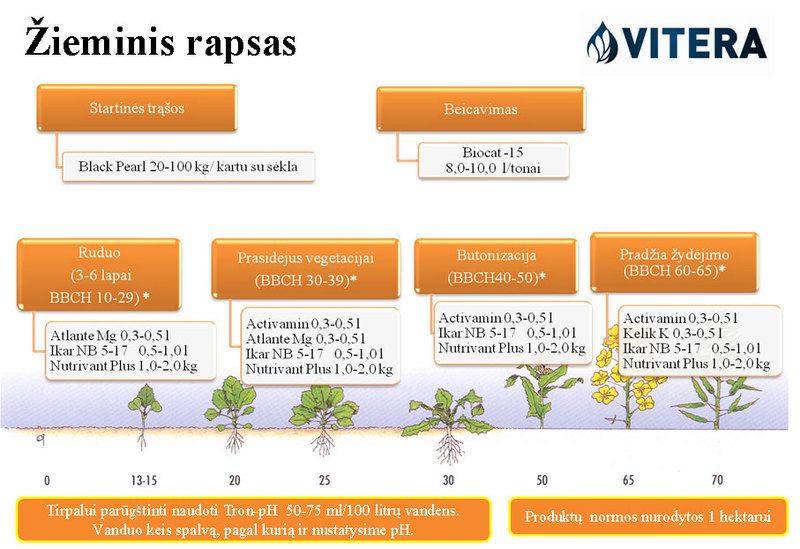 Žieminių rapsų tręšimo per lapus terminai