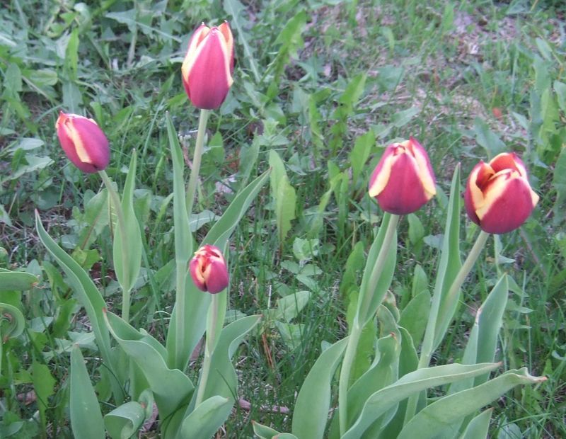 Tulpių ankstyvas pražydinimas