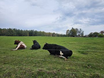 Antibiotikų naudojimas veterinarijoje