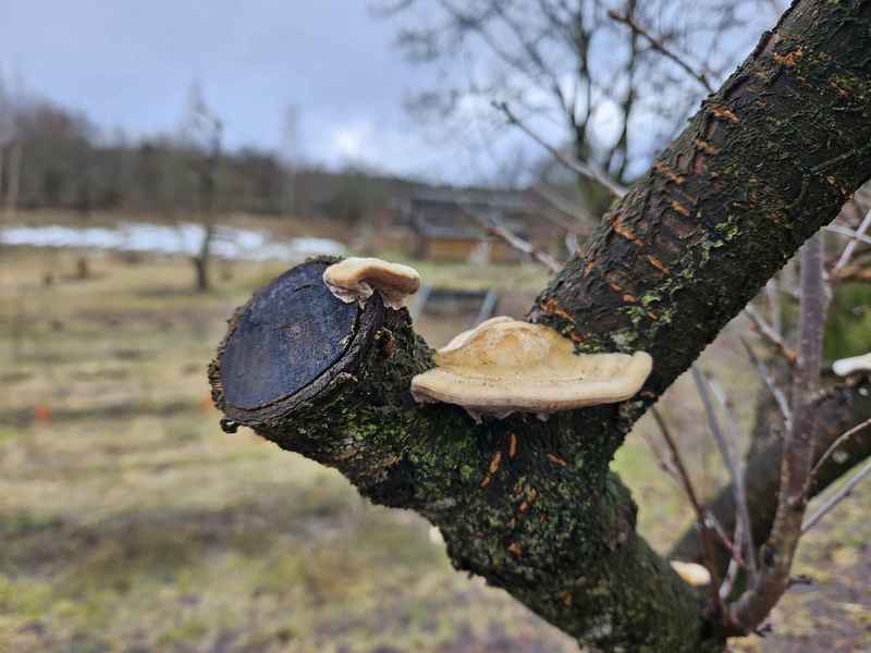 Medžių grybelinės ligos