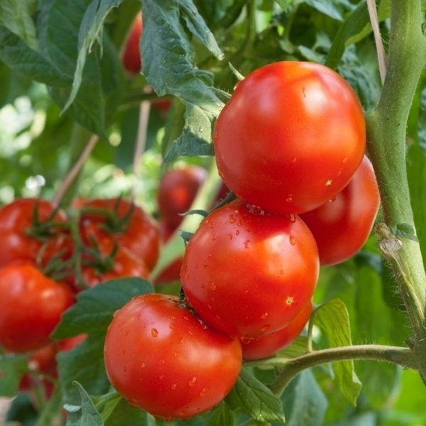 Pomidorai Epundo