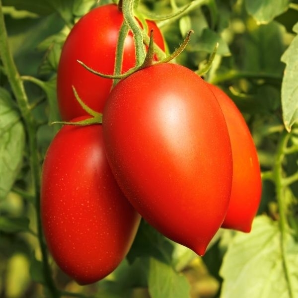 Pomidorai Bacala