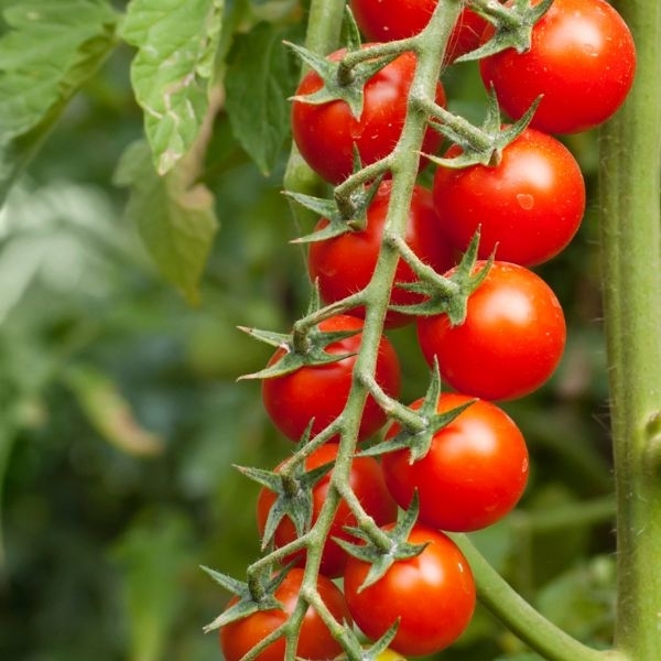 Pomidorai Supersweet