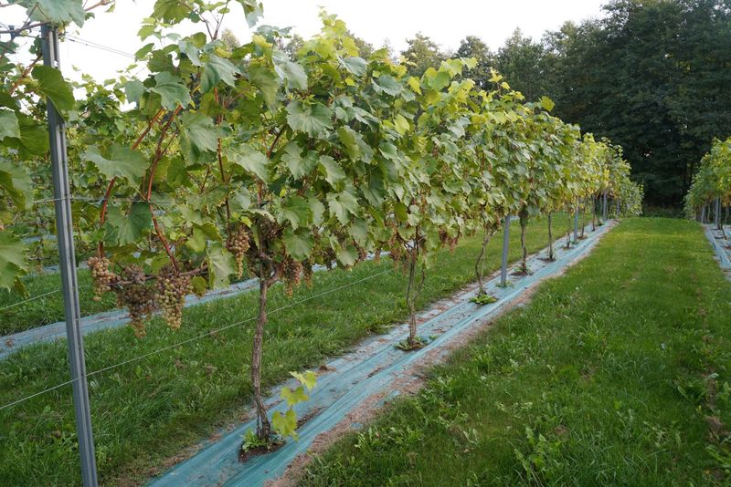 Vynuogių genėjimas