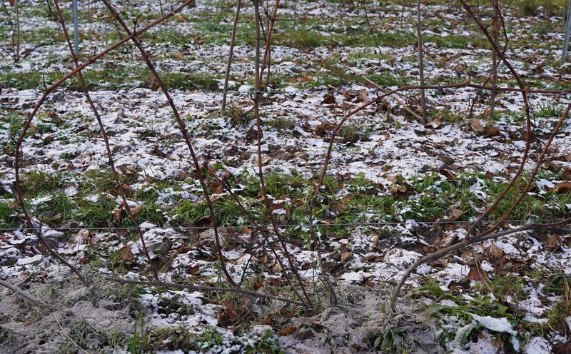 trečiamečių vynuogių genėjimas
