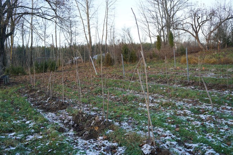 Pirmamečių vynuogių genėjimas
