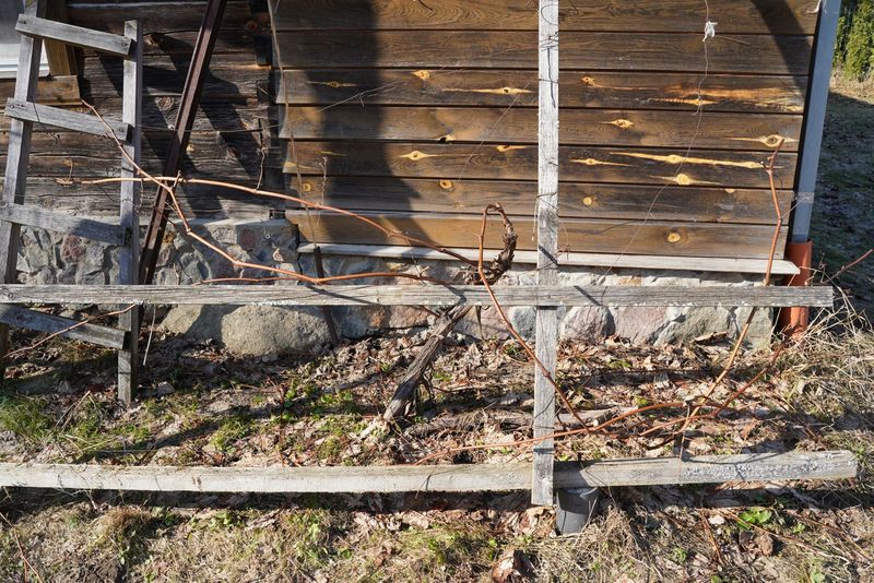 Giujo vynuogių genėjimas