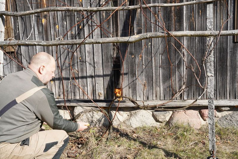 atjauninantis senos vynuogės genėjimas