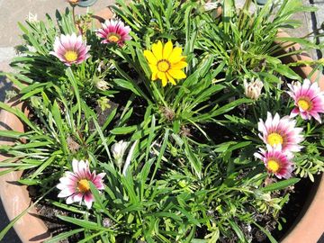 gazanija