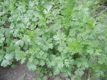 Kalendros auginimas