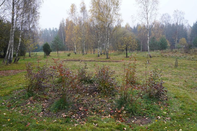 Rudeninis šilauogių tręšimas
