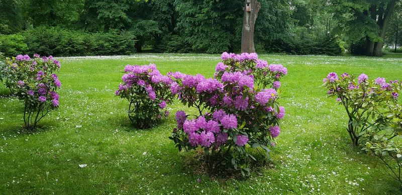 Rododendrų auginimas