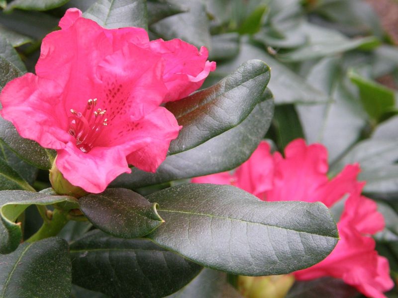 Rododendrų veislės