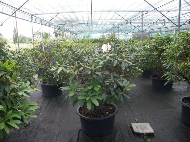 Rododendrų sodinimas