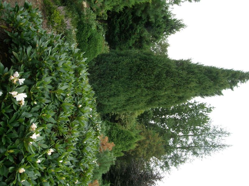 Landšafto kompozicijos su rododendrais