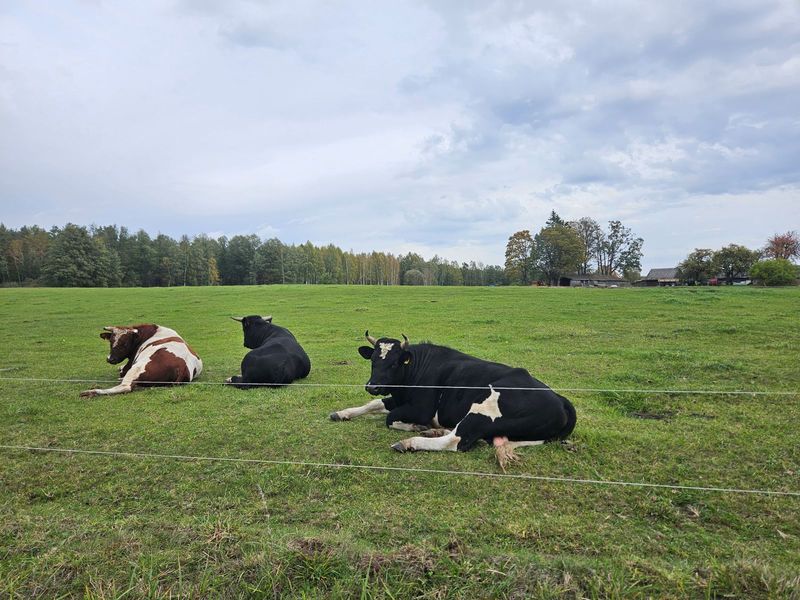 Pievų tręšimas