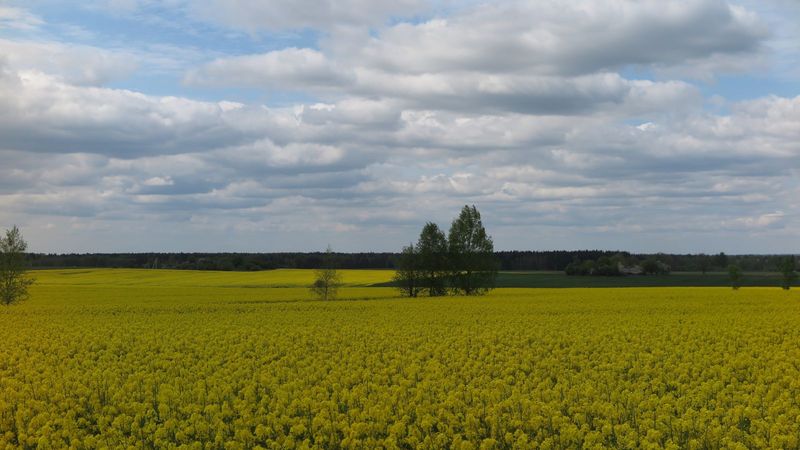 Rapsų tręšimas žydint