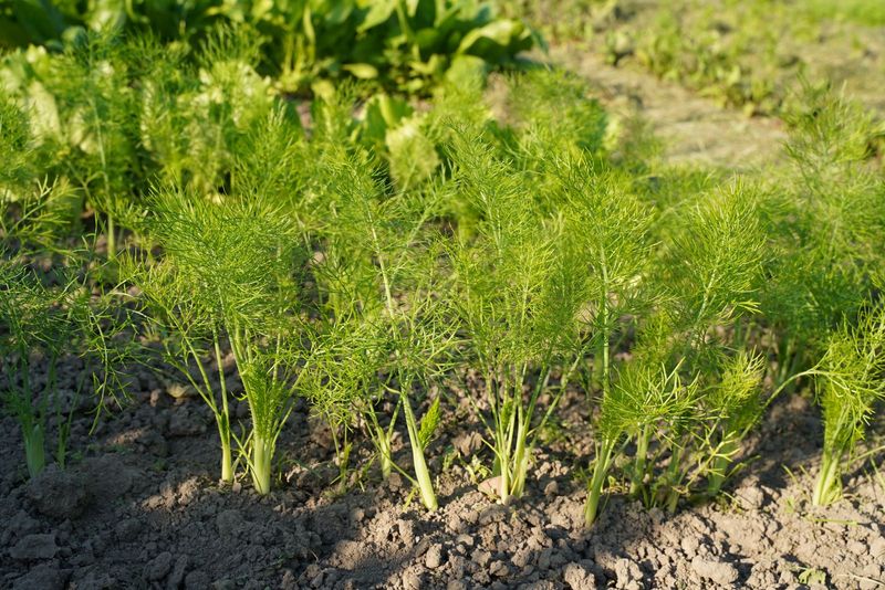 lapinis pankolis