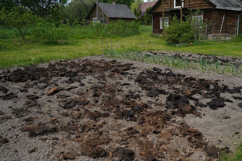 Bulvių tręšimas azotu