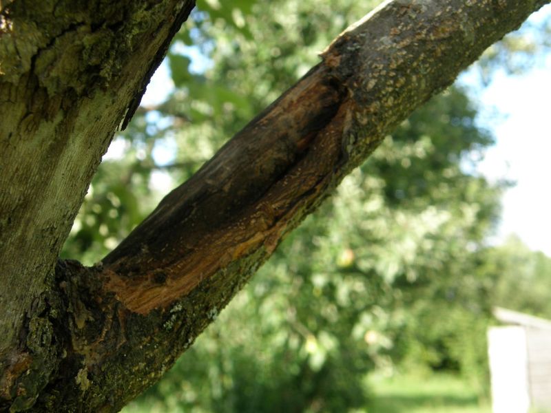 Obelų vėžio gydymas