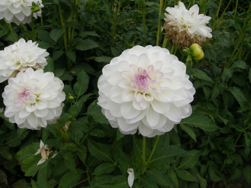 pomponinis jurginas