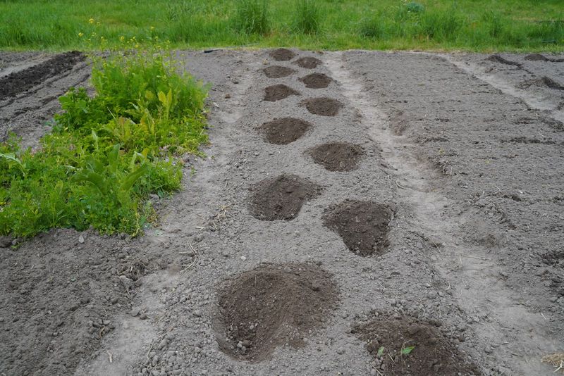 Trąšos pomidorams