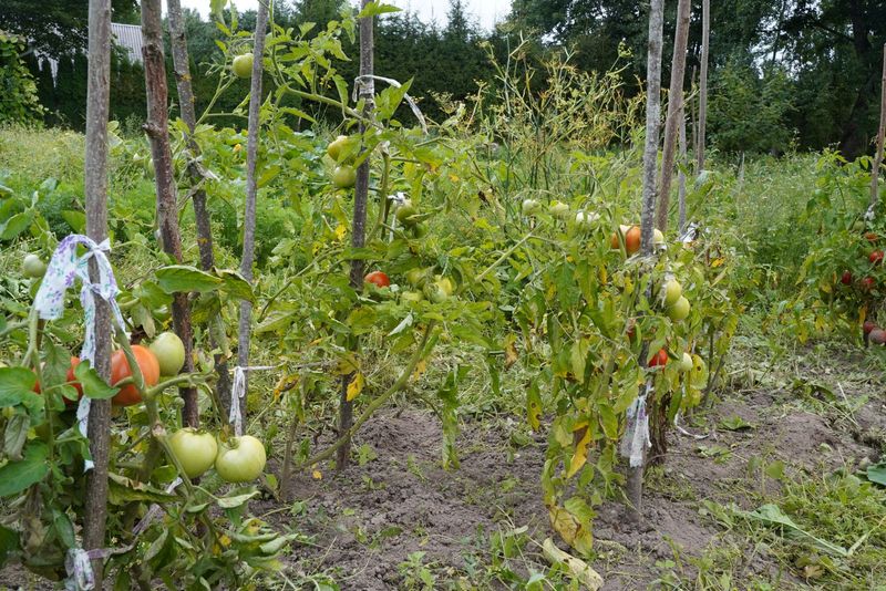 pomidorų veislės laukui