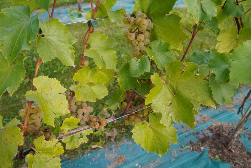 baltosios vynines vynuogiu veisles st pepin