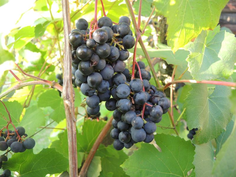 raudonos vynines vynuoges