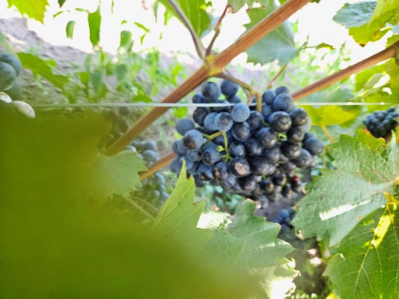 raudonuju vynuogiu veisles pinot noir