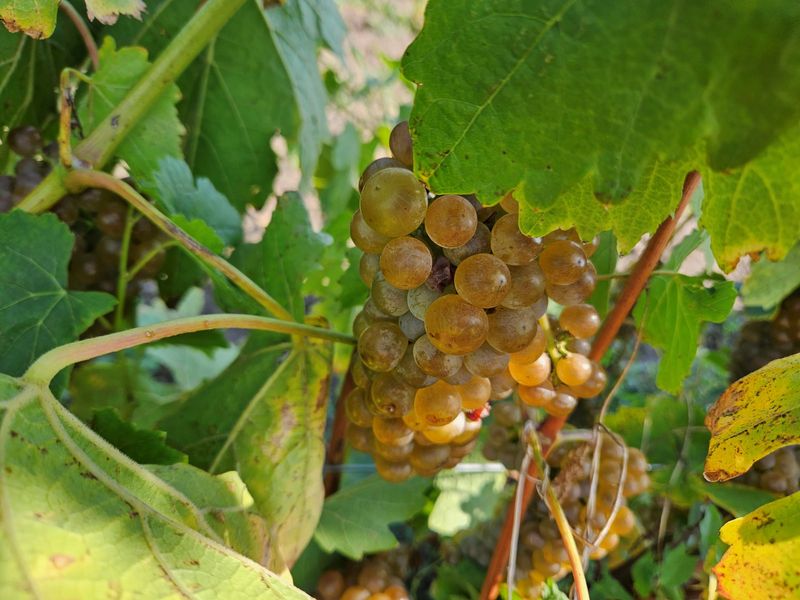 riesling vynuoges riesel baltoji vynuoge