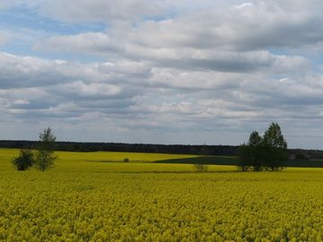 Žieminių rapsų augimo reguliatoriai