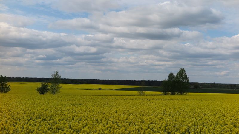 Žieminių rapsų augimo reguliatoriai
