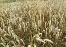 Dirvožemio mikroorganizmų biostimuliacija