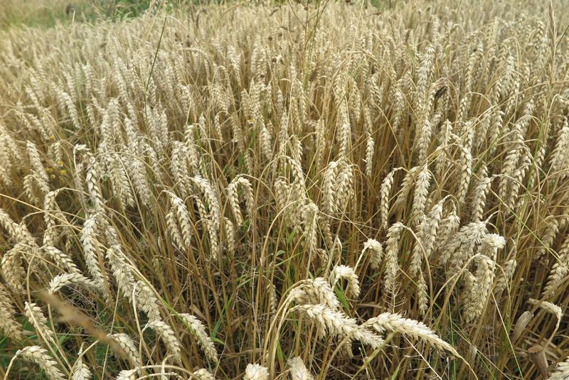 Dirvožemio mikroorganizmų biostimuliacija